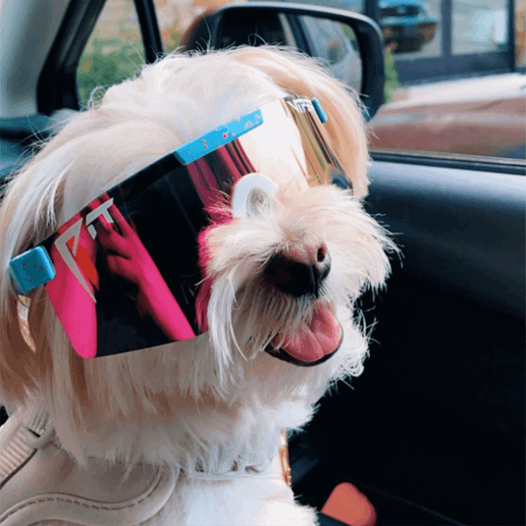 Die Grundel Polarisierte Doppelt Breite Grubenotter