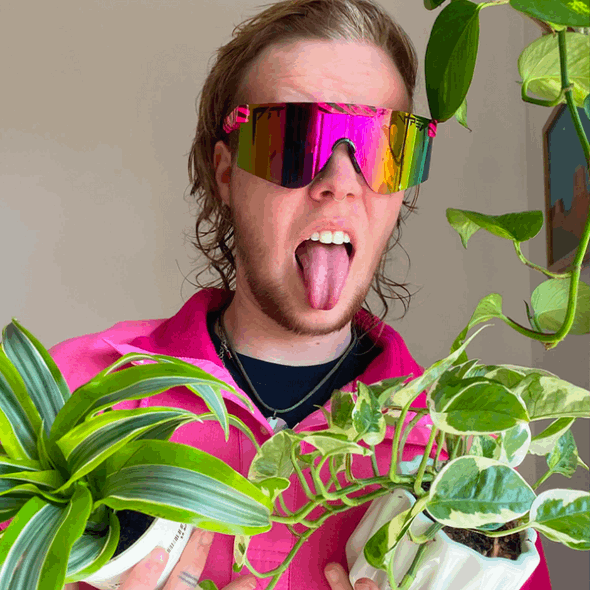 Die Heißen Tropen Polarisierten Die Grubenotter Der 2000er