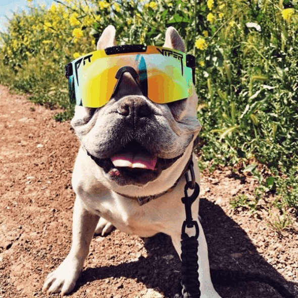 Die Polarisierte Grubenotter Des Monsterbullen