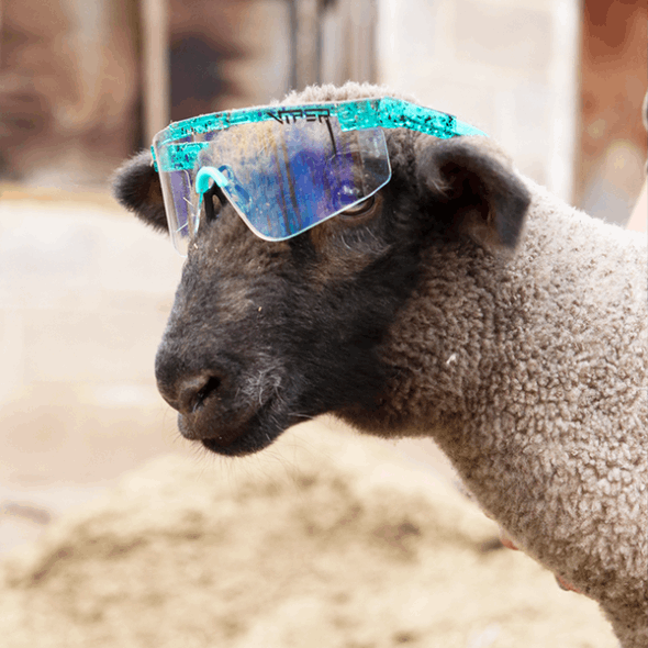 Grubenotter Der Baja Blaster 2000er Jahre