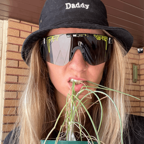 Grubenotter Der Kosmos