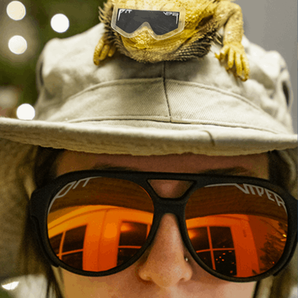 Grubenotter Die Gummis Polarisieren Erreger