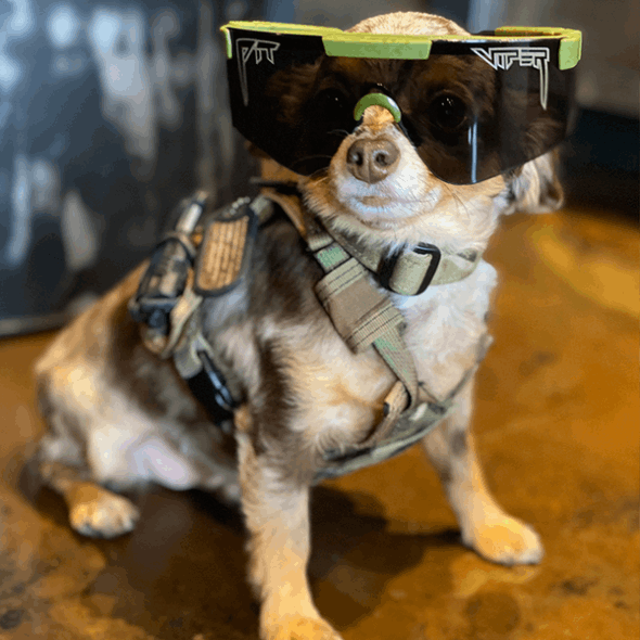 Grubenotter Die Njp 2000er